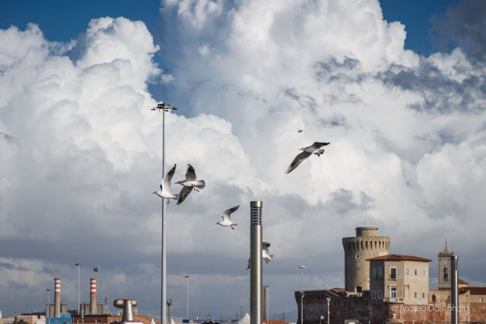 gabbiani nel cielo livorno tour in battello